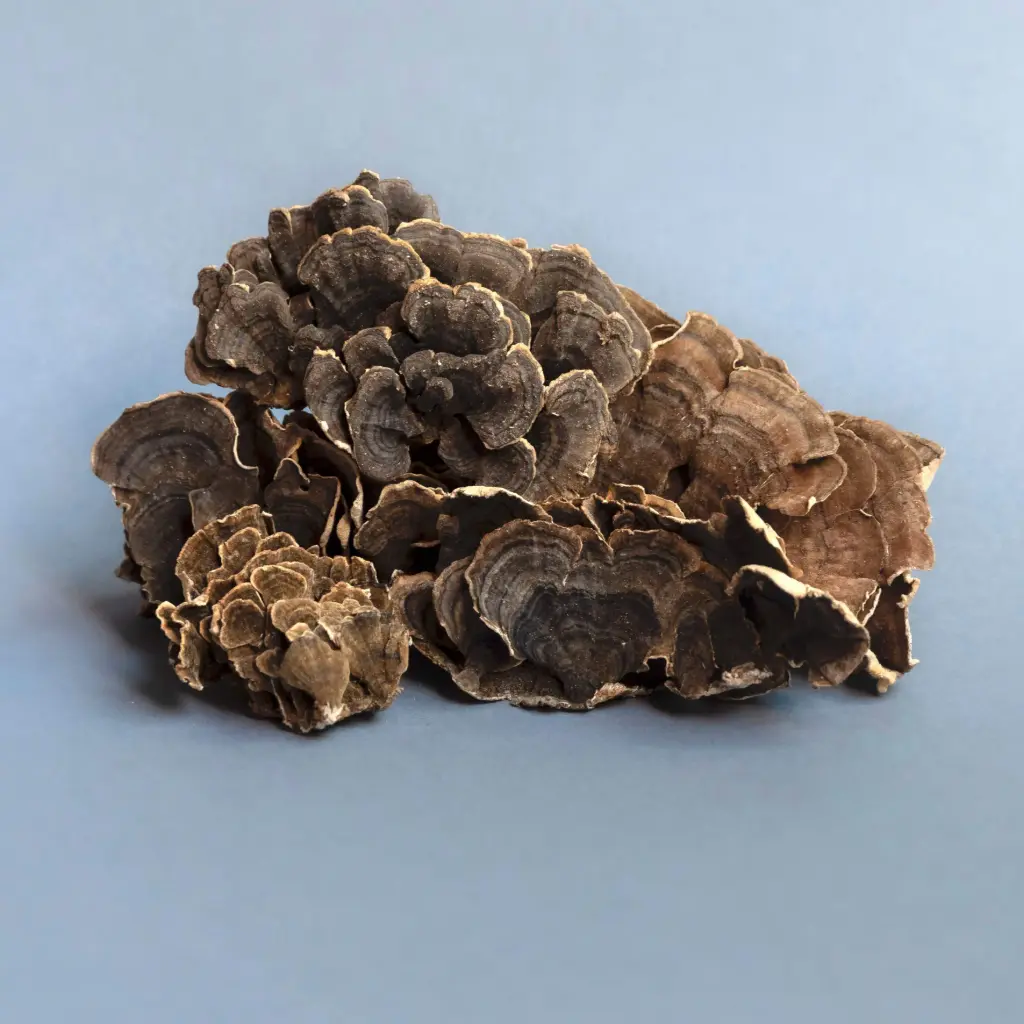 [B2C] Dried Turkey Tail Mushrooms